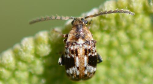 Bruchidius bimaculatus